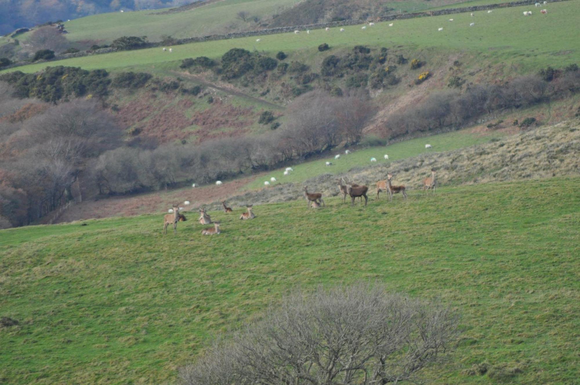 Coombe Farm Bed and Breakfast Lynton Exteriör bild