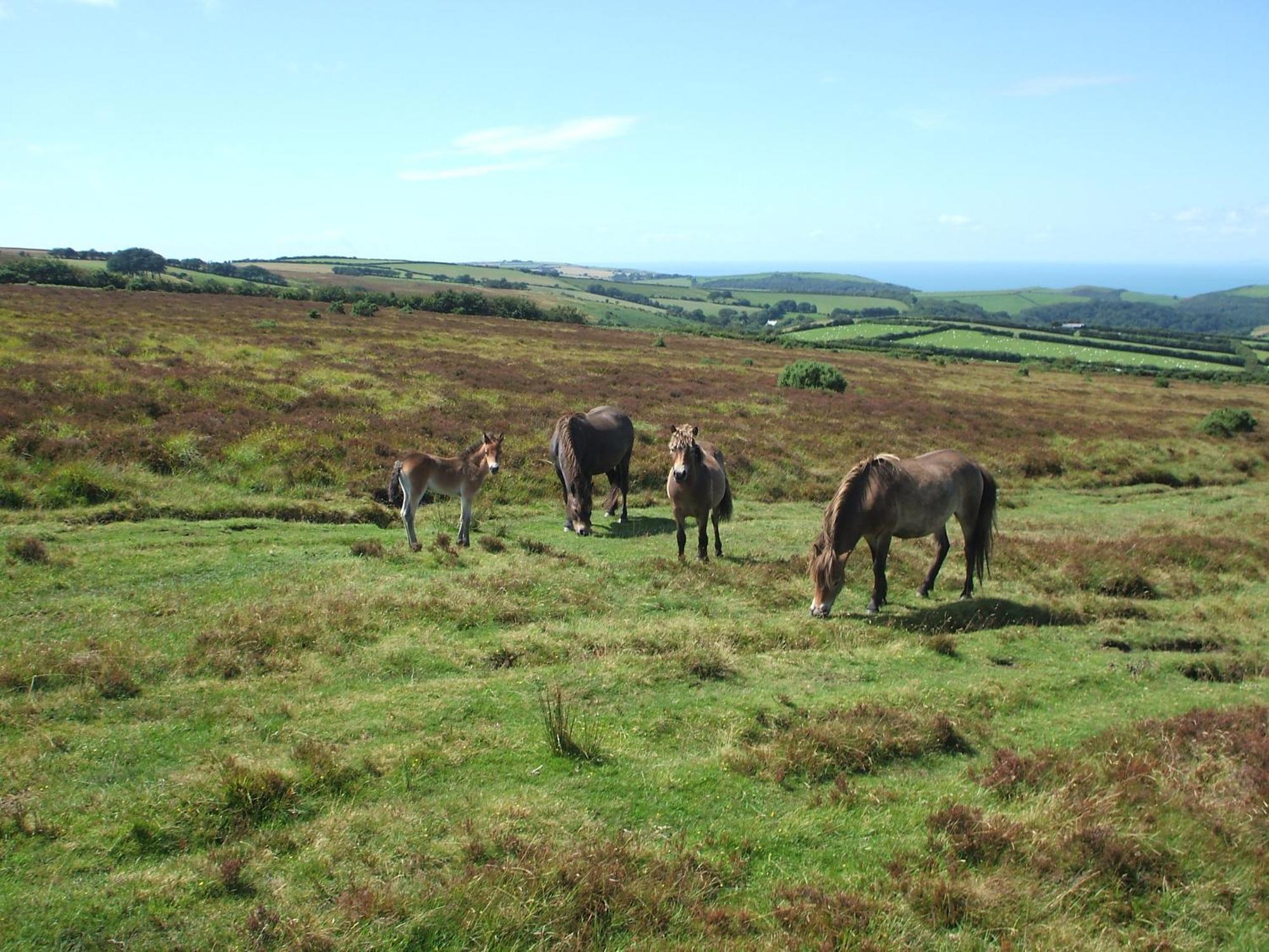 Coombe Farm Bed and Breakfast Lynton Exteriör bild